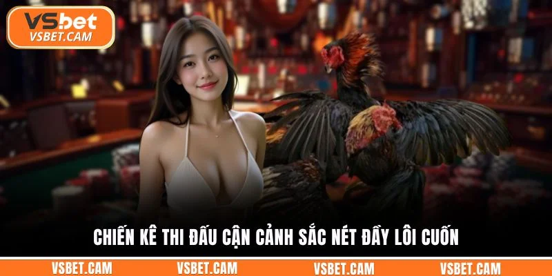 Chiến kê thi đấu cận cảnh sắc nét đầy lôi cuốn