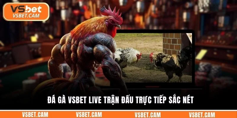 Đá gà Vsbet live trận đấu trực tiếp sắc nét